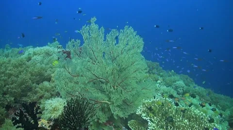 Coral reef in Philippines Stock Footage 51592145