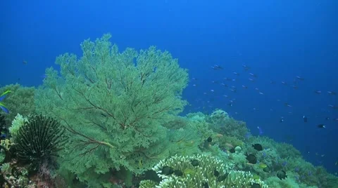 Coral reef in Philippines Stock Footage 51592146