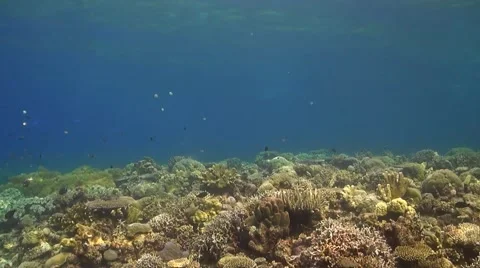 Coral reef in Philippines Stock Footage 51592191