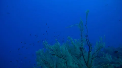 Coral reef in Philippines Stock Footage 51592217
