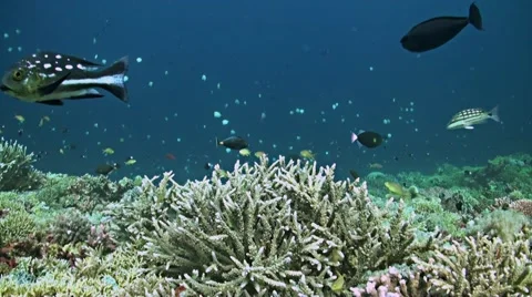 Coral reef in Philippines Stock Footage 51594878