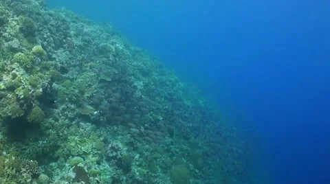 Coral reef in Philippines Stock Footage 51595350