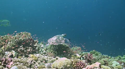 Coral reef in Philippines Stock Footage 52259197