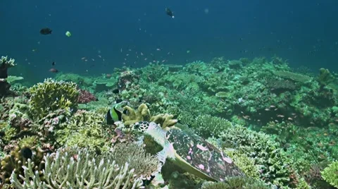 Coral reef in Philippines Stock Footage 52259315