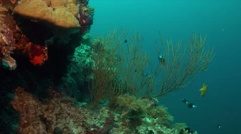 Coral reef in Philippines Stock Footage 67970027