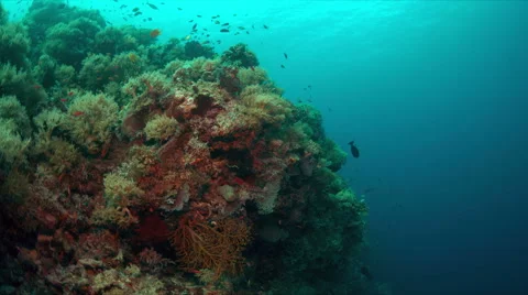 Coral reef in Philippines Stock Footage 67971405