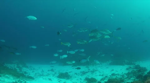 Coral reef in Philippines Stock Footage 67972237