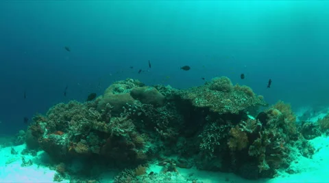 Coral reef in Philippines Stock Footage 68406313