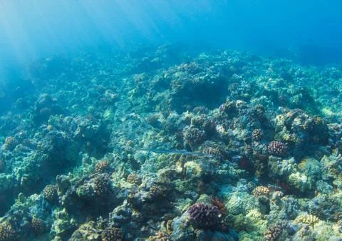 Coral reef Stock Photos