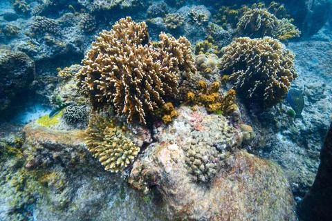 Coral reef Stock Photos
