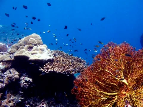 Coral Reef Stock Photos