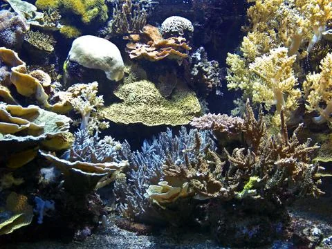 Coral reef Stock Photos