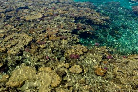 Coral reef Stock Photos