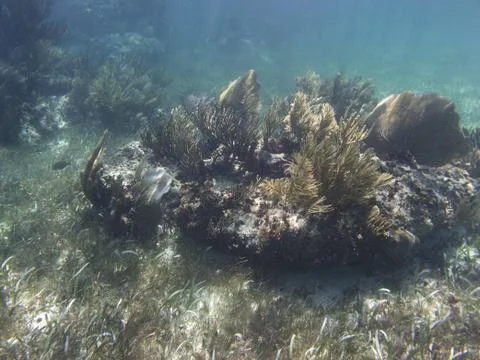 Coral reef Stock-Fotos