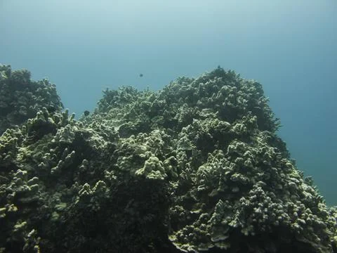 Coral reef Stock Photos