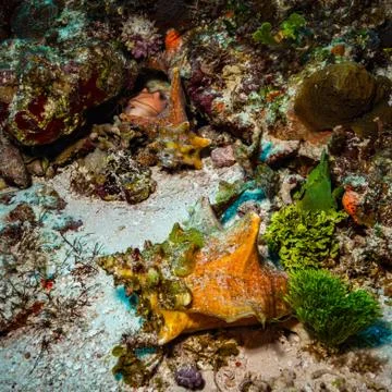 Coral reef Stock-Fotos
