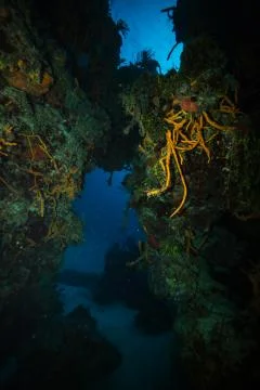 Coral reef Stock Photos