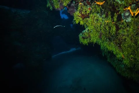 Coral reef Stock Photos