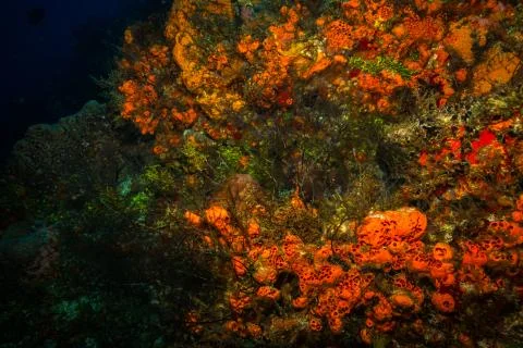 Coral reef Stock Photos