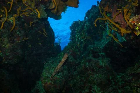 Coral reef Stock Photos