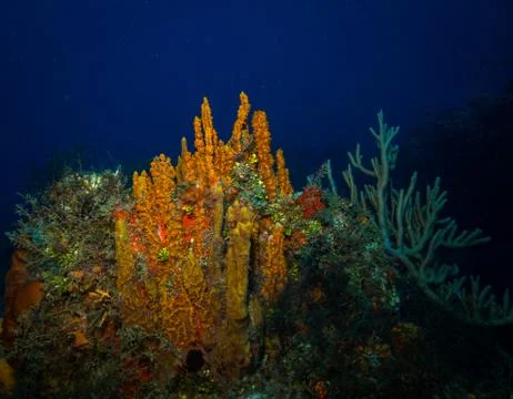 Coral reef Stock Photos