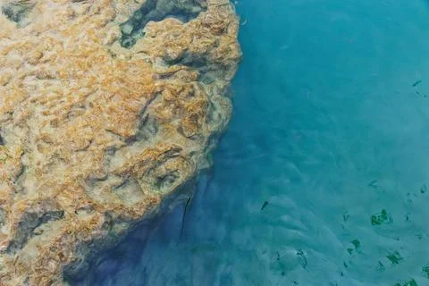 Coral reef Stock Photos