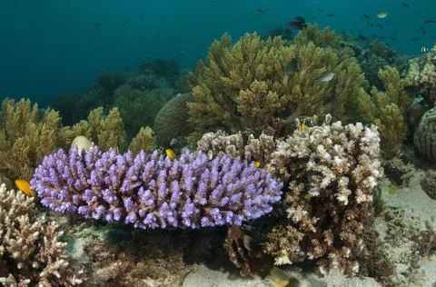Coral reef Foto stock
