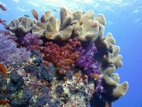 Coral Reef Stock Photos