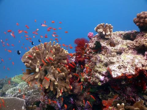 Coral Reef Stock Photos