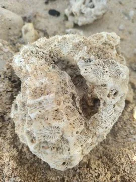 Coral reef Stock Photos
