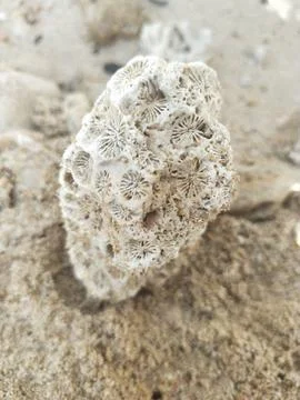 Coral reef Stock Photos