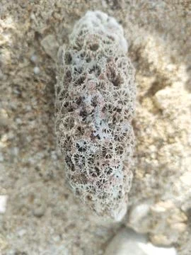 Coral reef Stock Photos