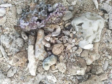 Coral reef Stock Photos