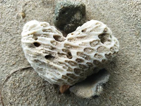 Coral reef Foto stock