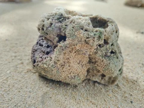 Coral reef Stock Photos