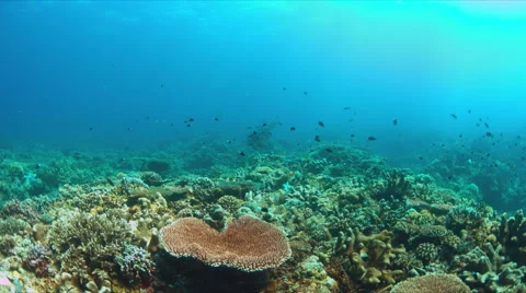 Coral reef with plenty fish. 4k Vídeo Stock 62579296