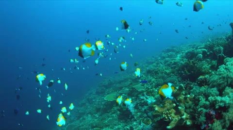 Coral reef with plenty fish. 4k Vídeo Stock 62602853