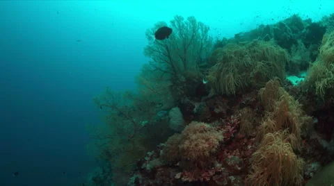 Coral reef with plenty fish. 4k Stock Footage
