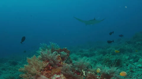 Coral reef with plenty fish. 4k Stock Footage