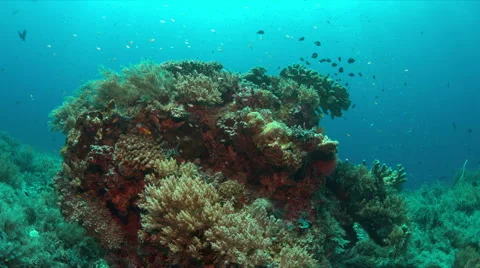 Coral reef with plenty fish. 4k Stock Footage