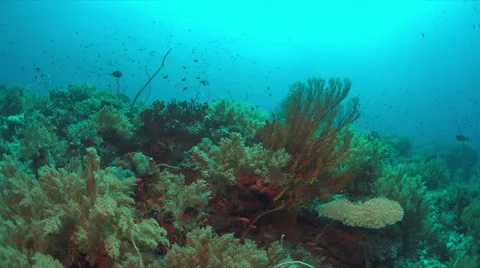 Coral reef with plenty fish. 4k Stock Footage