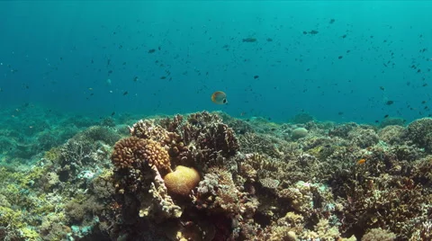 Coral reef with plenty fish. 4k Stock Footage