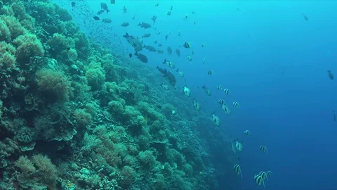 Coral reef with plenty fish 4k Stock Footage 78140953