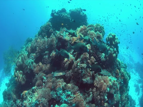 Coral reef with plenty fish. 4k Stock Footage