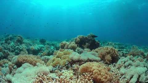 Coral reef with plenty fish. 4k Stock Footage 80306560