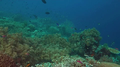 Coral reef with plenty fish. 4k Stock Footage 80310935