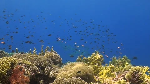 Coral reef with plenty fish Stock Footage 50786789