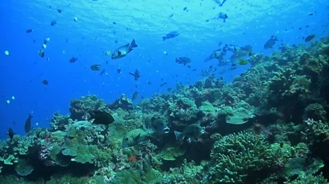 Coral reef with plenty of fish Vídeo Stock 51498466