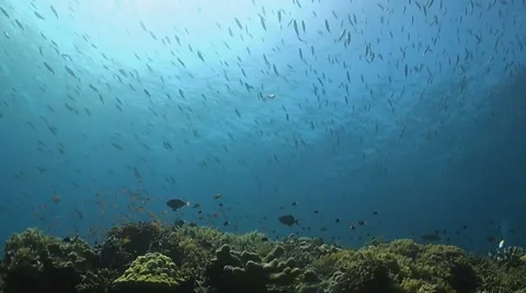 Coral reef with plenty fish Vídeo Stock 51556581