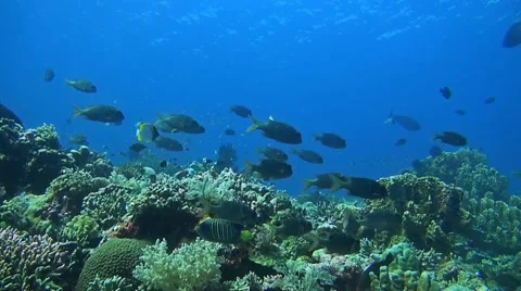Coral reef with plenty of fish Stock Footage 51565072